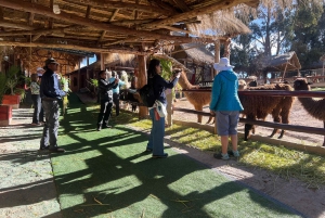 City Tour Cusco & Camelids Tour & Pachamanca