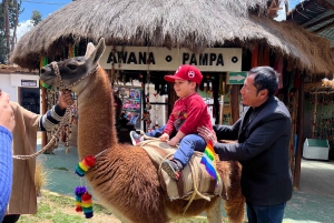 City Tour Cusco & Camelids Tour & Pachamanca