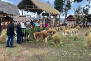 Tour de la ciudad Cusco & Tour de Camélidos & Pachamanca