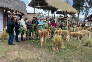 City Tour Cusco & Camelids Tour & Pachamanca