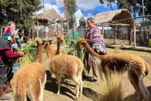 Tour de la ciudad Cusco & Tour de Camélidos & Pachamanca