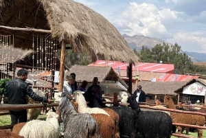 Tour de la ciudad Cusco & Tour de Camélidos & Pachamanca