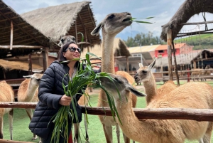 City Tour Cusco & Camelids Tour & Pachamanca