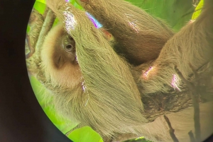 Tour de la ciudad ( Manuel Antonio y Quepos)