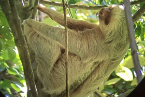 Tour de la ciudad ( Manuel Antonio y Quepos)