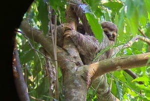 Tour de la ciudad ( Manuel Antonio y Quepos)