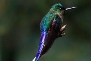 Observación de aves en el bosque nuboso, mariposas y degustación de chocolate