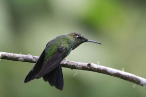 Observación de aves en el bosque nuboso, mariposas y degustación de chocolate