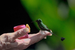 Observación de aves en el bosque nuboso, mariposas y degustación de chocolate