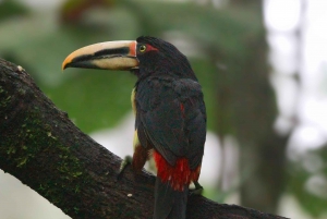 Observación de aves en el bosque nuboso, mariposas y degustación de chocolate