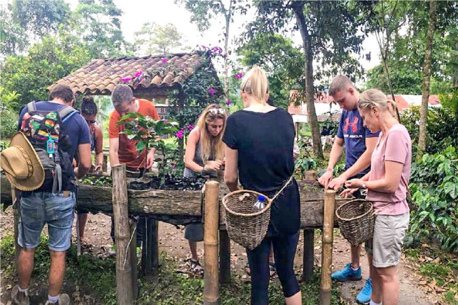Coffee Farm Tour at Finca El Ocaso from Salento