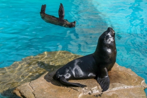 ESPECIES DESCUBIERTAS (LEONES MARINOS Y MANATÍES)