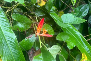 San Juan: El Yunque National Rainforest Sightseeing Tour