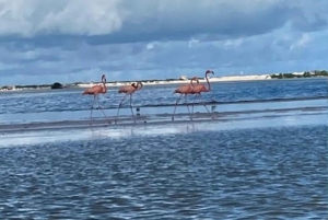 Excursión a Ría Lagartos, Coloradas y Playa Cancúnito