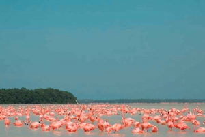 Excursión a Ría Lagartos, Coloradas y Playa Cancúnito