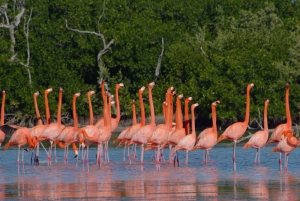 Excursión a Ría Lagartos, Coloradas y Playa Cancúnito