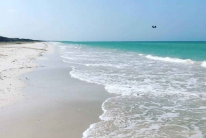 Excursión a Ría Lagartos, Coloradas y Playa Cancúnito