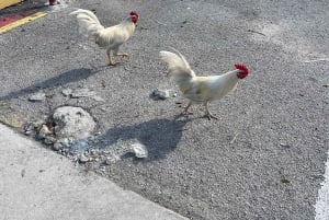 Family Friendly Walking Tour of Little Havana