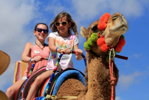 Desde Cabo: aventura en camello en Cañón del Tule