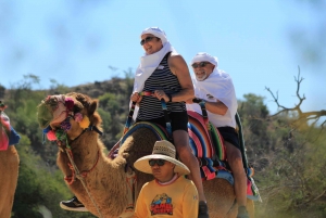 Desde Cabo: aventura en camello en Cañón del Tule