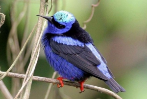 Desde Cancún: Excursión de un día para observar aves