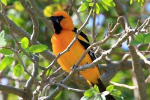 Desde Cancún: Excursión de un día para observar aves