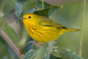 Desde Cancún: Excursión de un día para observar aves