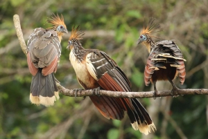 From Cusco: Manu National Park Tour with Accommodation