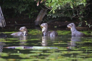 From Cusco: Manu National Park Tour with Accommodation