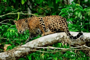 Desde Cusco: Excursión al Parque Nacional del Manu con Alojamiento