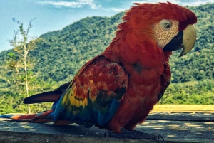 Desde Cusco: Excursión al Parque Nacional del Manu con Alojamiento