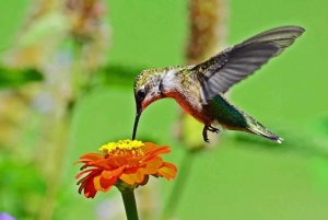 Desde Iguazú: Excursión al Biocentro de Iguazú