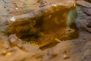 Desde Puerto Iguazú: visita guiada al Biocentro Iguazú