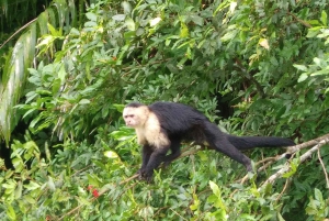 From Panama City: Panama Canal and Monkey Island Tour
