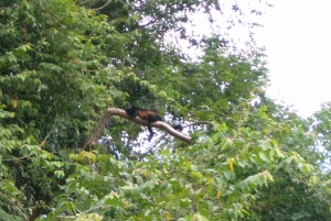 From Panama City: Panama Canal and Monkey Island Tour