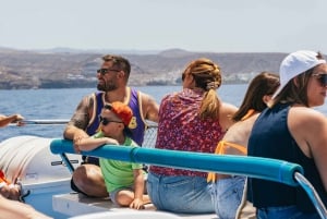 From Puerto Rico de Gran Canaria: Dolphin Watching Cruise