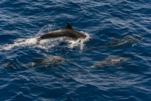 From Puerto Rico de Gran Canaria: Dolphin Watching Cruise