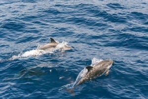 From Puerto Rico de Gran Canaria: Dolphin Watching Cruise