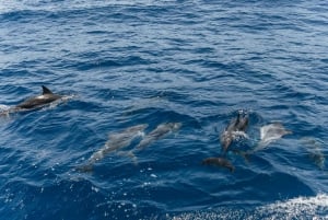 From Puerto Rico de Gran Canaria: Dolphin Watching Cruise