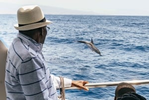 From Puerto Rico de Gran Canaria: Dolphin Watching Cruise