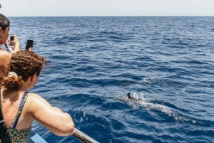 From Puerto Rico de Gran Canaria: Dolphin Watching Cruise