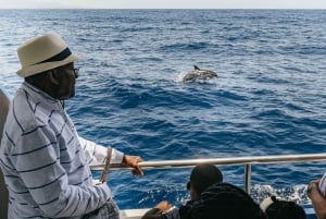 From Puerto Rico de Gran Canaria: Dolphin Watching Cruise