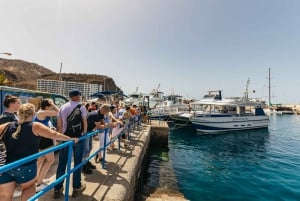 From Puerto Rico de Gran Canaria: Dolphin Watching Cruise