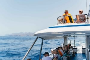 From Puerto Rico de Gran Canaria: Dolphin Watching Cruise