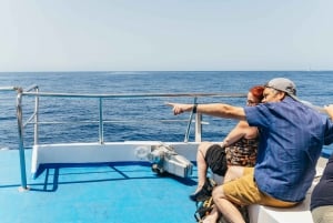 From Puerto Rico de Gran Canaria: Dolphin Watching Cruise