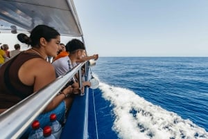 From Puerto Rico de Gran Canaria: Dolphin Watching Cruise