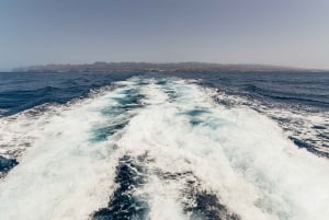 Desde Puerto Rico de Gran Canaria: Crucero de Observación de Delfines