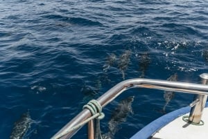 From Puerto Rico de Gran Canaria: Dolphin Watching Cruise