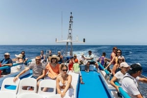 From Puerto Rico de Gran Canaria: Dolphin Watching Cruise