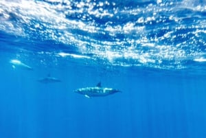 Desde Puerto Rico de Gran Canaria: Crucero de Observación de Delfines